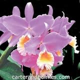 Bc. Moon Miss Lunar Dawn HCC/AOS