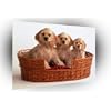 Dog cocker spaniel puppies poster photo art A1 XLarge (31.5' X 19.5') (80cm X 50cm)