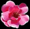 Potted Pink Knock Out Rose Bush - Disease Resistant!