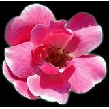 Pink Roses Gift