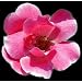 Potted Pink Knock Out Rose Bush - Disease Resistant!