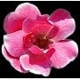 Potted Pink Knock Out Rose Bush - Disease Resistant!