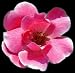 Potted Pink Knock Out Rose Bush - Disease Resistant!