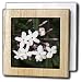 Divinity and Hope - white, flower, stamen, petals, jasmine, fragrant, blossom - 6 Inch Tile Napkin Holder
