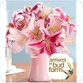 Lilies