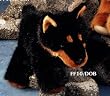 Floppy Family 10" Doberman