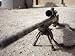 41rbqZrbUFL. SL75  Accurate Sniper Rifle Scopes