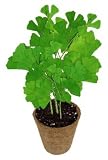 Grow Your Own Ginkgo Tree DUNGT-G174