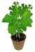 Grow Your Own Tree - Ginkgo