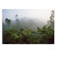 Rainforest Disturbed or Selectively Logged Forest at Dawn, East Madagascar Photographic Poster Print by Mark Pidgeon, 48x36