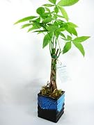 Floral 9GreenBox - 5 Money Tree Plants Braided Into 1 Tree -Pachira with 4" Ceramic Pot