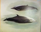 Bottle Nosed Whale Sperm Color Fine Art Old Print C1936