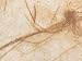 Close-Up of Coarse and Untidy Hairs on Beige Background Photographic Poster Print, 16...