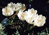 41rcsiqUp%2BL. SL160  Joan of Arc Giant Crocus 20 Bulbs   Early Blooming