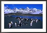 Colony of the King Penguin in St. Andrew's Bay, the Largest Penguin Colony in the World, Antarctica Lonely Planet Collection Framed Photographic Poster Print by Grant Dixon, 35x25