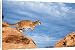 Canvas Prints of COUGAR / Mountain Lion / Puma / Panther - from Ardea Wildlife Pets