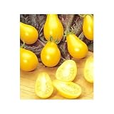 Organic Yellow Pear Tomato Seeds