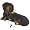 Dachshund (Black)