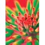 Art Poster Print - Aloe Vera Star - Artist: Glade - Poster Size: 12 X 16 inches