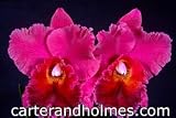 Blc Memoria Susan Hawkins 