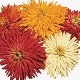 Zinnia Seeds - Zinnia Bright Jewels Hybrid Mix