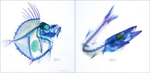 [新世界]透明標本~New World Transparent Specimen~