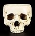 Skeleton Skull Medium Kitchen Bowl Figurine
