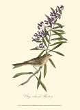 Audubon's Bunting by John James Audubon,9.5 in. x 13 in.