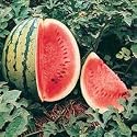 WATERMELON - CRIMSON SWEET - 50 SEEDS [MELON]