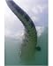 10x8 Photograph (25x20cm) Saltwater crocodile by Science Photo Library