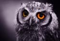 LARGE OWL CANVAS ART PRINT BOX CANVAS READY TO HANG 30 X 20 INCHES
