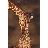 Posters: Giraffes Poster - Mother Love (36 x 24 inches)