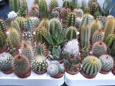 Seeds and Things CACTUS Seeds FINEST MIXED 200 +