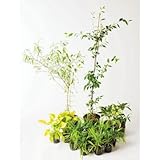 エレガントパープル 日なた セットアップガーデン 植木 苗 セット商品