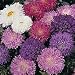 Aster Milady Mixed