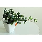 ���i�̏ڍ�