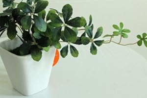 光触媒加工　インテリアグリーン　シュガーパインKU