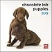 Chocolate Labrador Retriever Puppies 2012 Small Wall Calendar Chocolate Labrador Retriever Puppies 2012 Small Wall Calendar