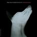 Der Name Dieser Band Ist Karpatenhund [Vinyl LP]