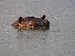 Hippo in Kruger National Park, Mpumalanga, South Africa Photographic Poster Print by ...
