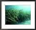 Eelgrass, Zostera Marina, South Uist, Scotland Framed Art Poster Print by Sue Scott, 22x18