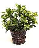 Fragrant Gardenia Planter