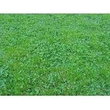 Ecology Lawn Seed- 2# Low Grow- No Mowing