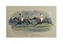 The University Challenge Whip, Feb 1909 by W.G. Longe. Size 15.97 inches width by 10.26 inches height. High Quality Art Poster Print