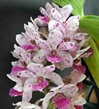Rhynchostylis gigantea 062s