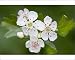 Photographic Prints of Hawthorn Tree - flower from Ardea Wildlife Pets