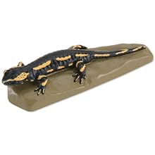 3B Scientific VN700 Fire Salamander (Salamandra salamandra)