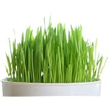 Todd's Seeds, Wheatgrass Seeds, One Pound, Cat Grass Seeds, Hard Red Wheat