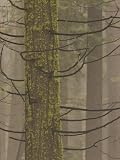 41rjM opXSL. SL160  Trunks of Conifer Trees in Early Morning Mist, Stanislaus National Forest Reserve, California Photographic Poster Print by Phil Schermeister, 18x24