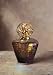 Amber Gold Fragrance Lamp - La Tee Da Original